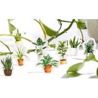 Наклейки "New plants", стікери, 45 шт