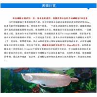 Реагент фосфатов PO4