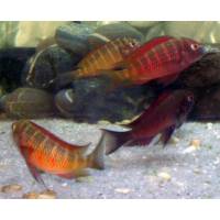 Світильник світлодіодний BeamsWork LED400, Odyssea